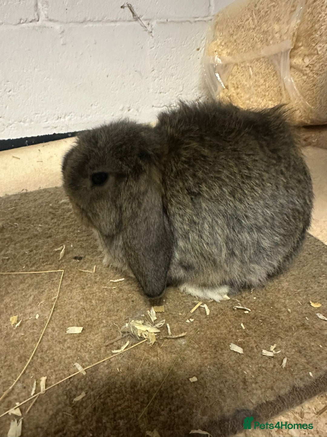 Dwarf Lop rabbits for sale: Drawf lop babies for sale - Advert 1
