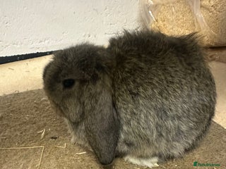 Dwarf Lop rabbits Drawf lop babies for sale - Advert 1
