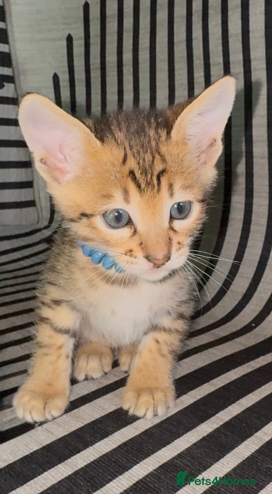 Savannah cats for sale: Excellent Quality Tica Registered Purebred kittens - Advert 6