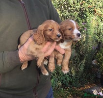 Cocker Spaniel dogs - Advert 1