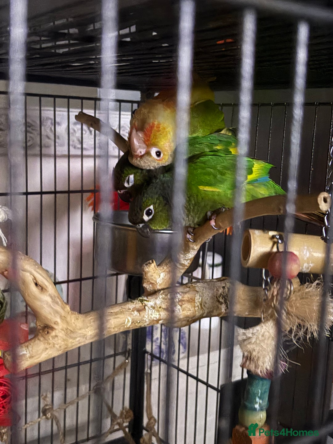 Conures birds for sale: Young hand tamed conures  - Advert 2