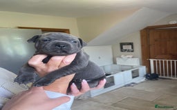 Staffordshire Bull Terrier dogs for sale: Exceptional Champion Pedigree, beautiful blues!! - Image 9