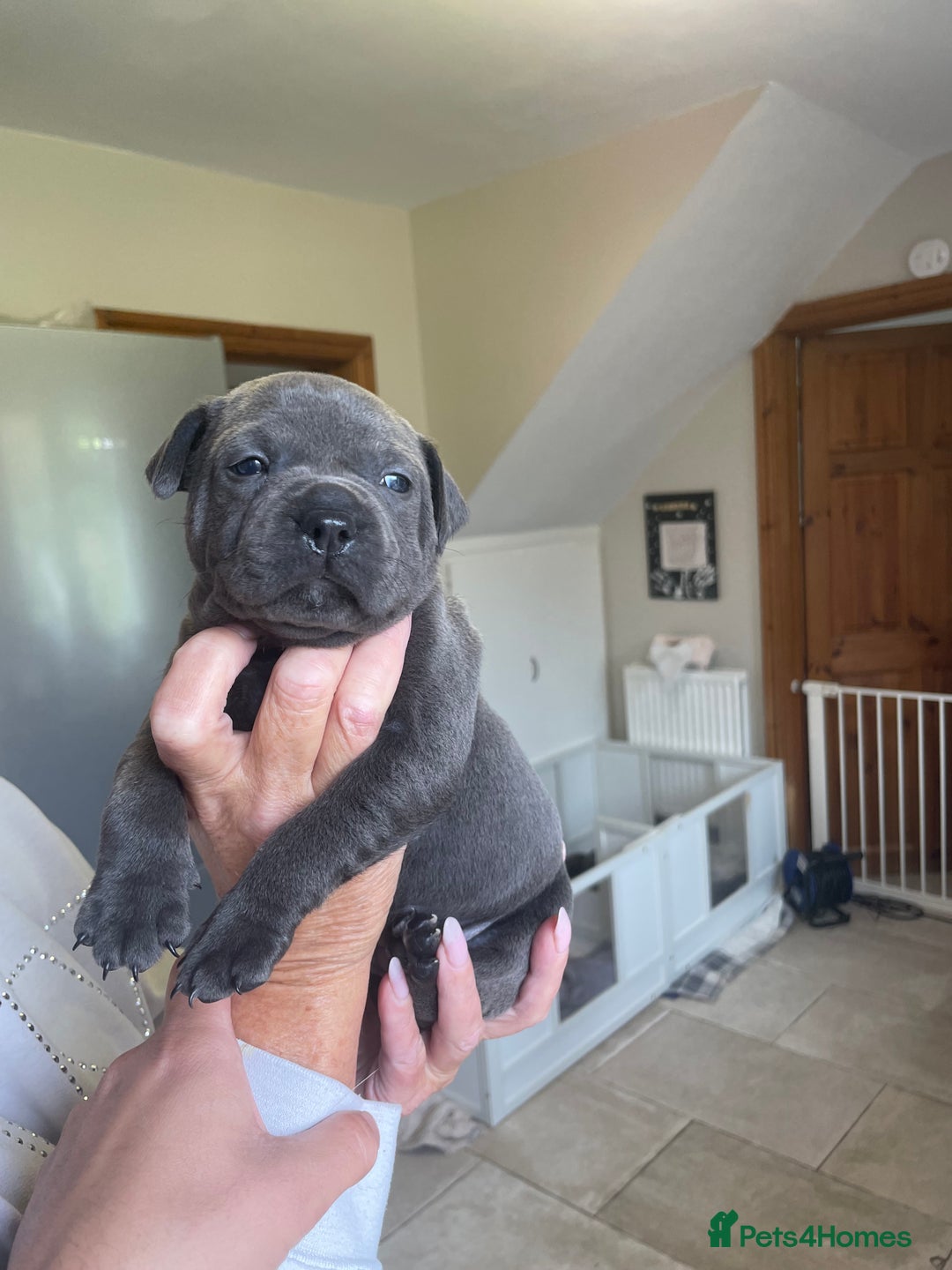 Staffordshire Bull Terrier dogs for sale: Exceptional Champion Pedigree, beautiful blues!! - Image 9
