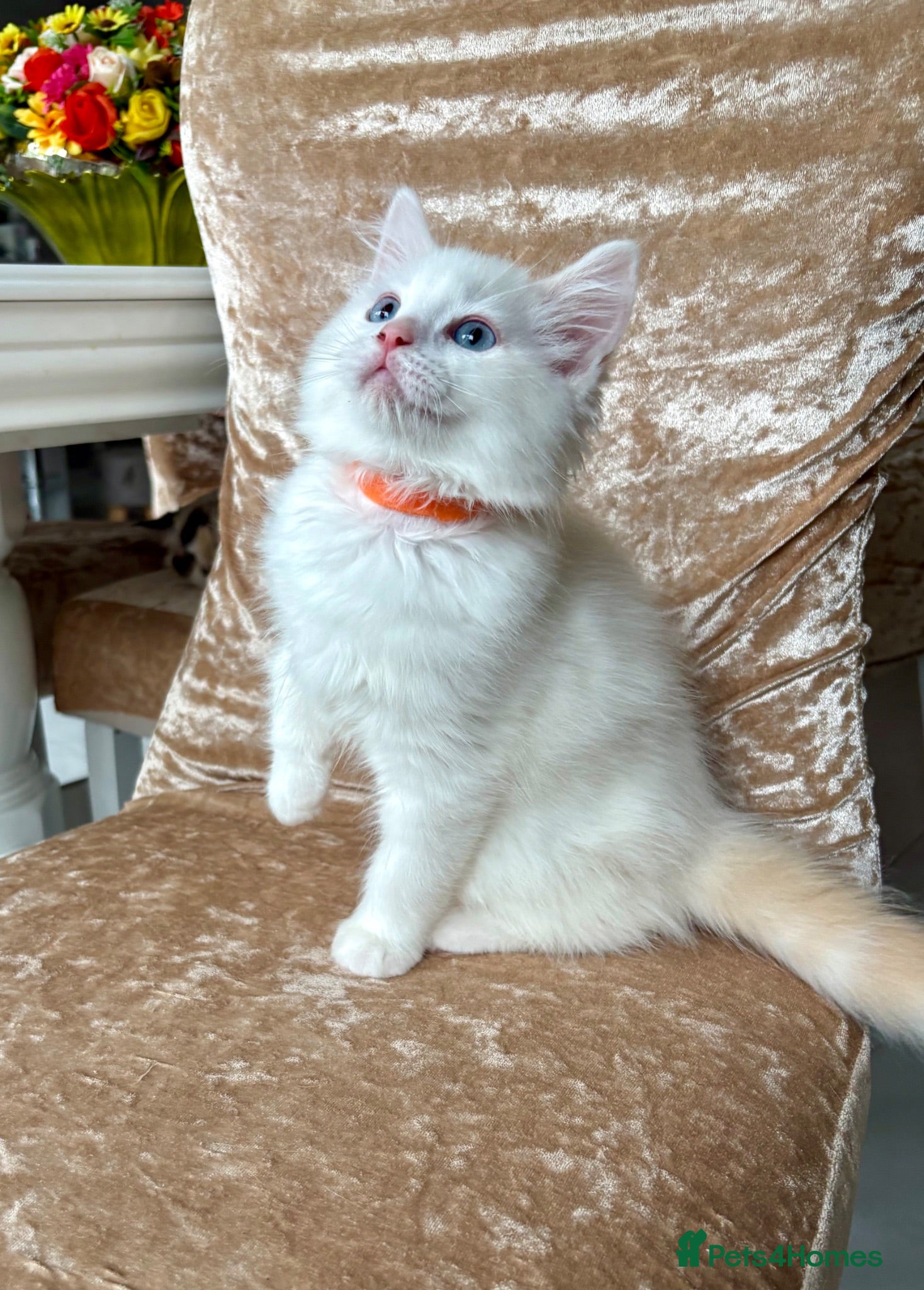 Ragdoll cats Beautiful ragdoll kittens - Advert 12