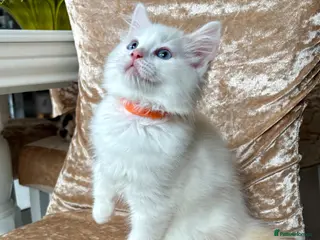 Ragdoll cats Beautiful ragdoll kittens - Advert 12