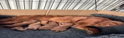 Cockapoo dogs for sale: F2B COCKAPOO PUPPIES  - Advert 3
