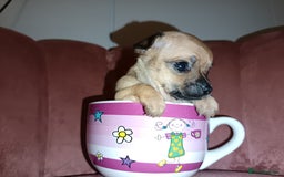 Chihuahua dogs for sale: Chihuahua girls 🩷🩷🩷 - Advert 10