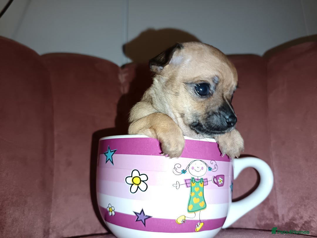 Chihuahua dogs for sale: Chihuahua girls 🩷🩷🩷 - Advert 10