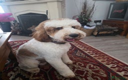 Labradoodle dogs for stud: Mr Lover Lover -"Bandit" Mini Labradoodle STUD in Bury Saint Edmunds - Image 9