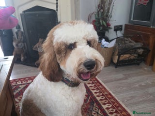 Labradoodle dogs Mr Lover Lover -"Bandit" Stunning Mini Doodle STUD in Bury Saint Edmunds - Advert 17