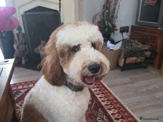 Labradoodle dogs Mr Lover Lover -"Bandit" Stunning Mini Doodle STUD in Bury Saint Edmunds - Advert 1