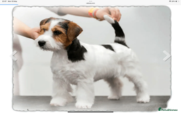 Jack Russell dogs for sale: Jack Russell Puppies - Image 18