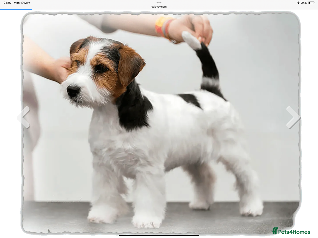 Jack Russell dogs for sale: Jack Russell Puppies - Image 18