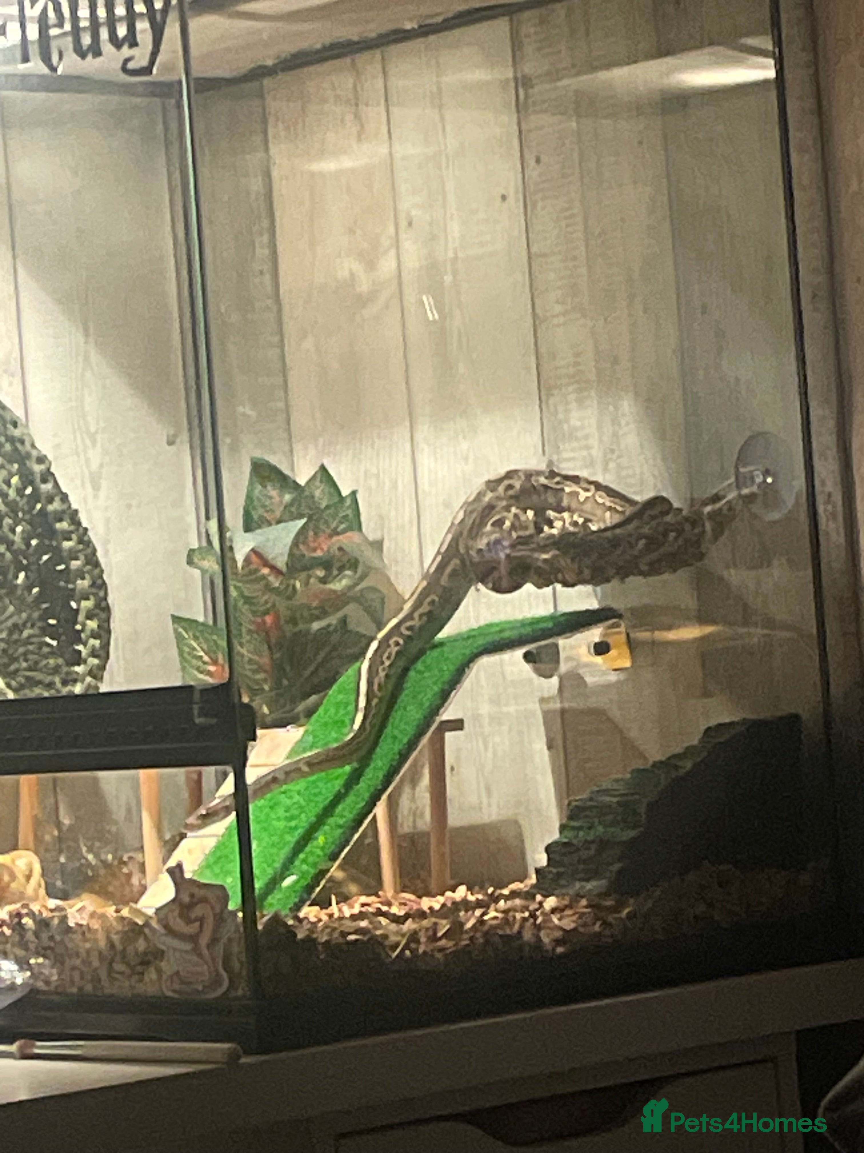 Python Snake reptiles 1yr old Royal phython -Freddy - Advert 21