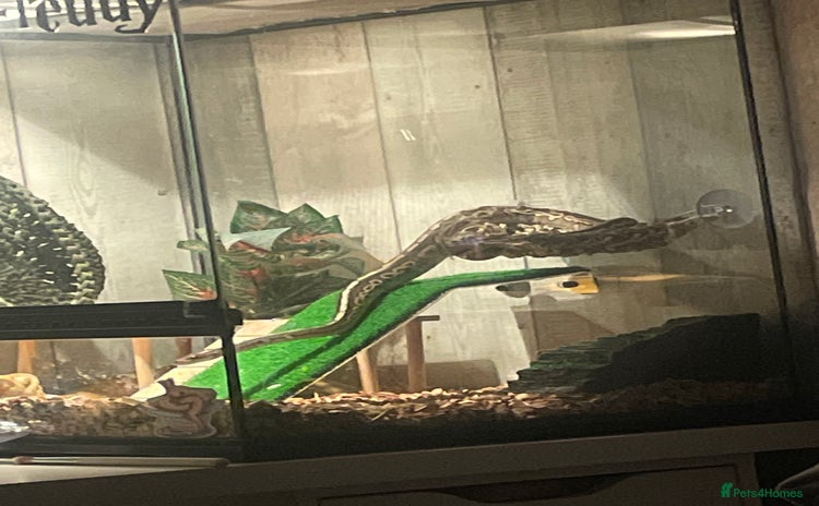 Python Snake reptiles - Advert 9