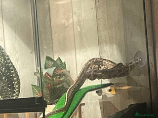 Python Snake reptiles - Advert 8