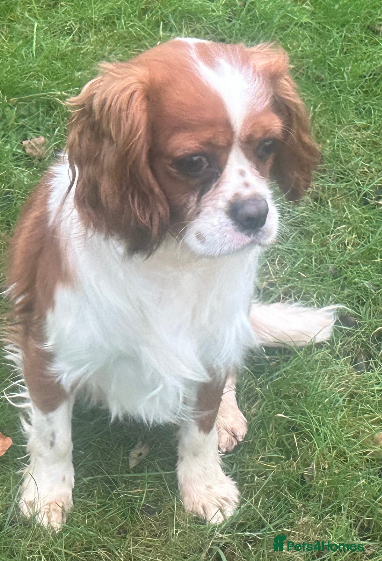 Cavalier King Charles Spaniel dogs DNA tested Cavalier Stud  in Brampton - Advert 3