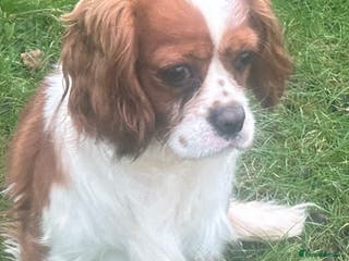 Cavalier King Charles Spaniel dogs DNA tested Cavalier Stud in Brampton - Advert 1