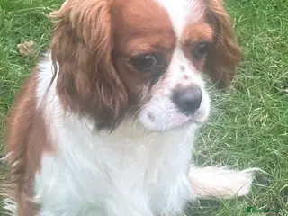 Cavalier King Charles Spaniel dogs DNA tested Cavalier Stud in Brampton - Advert 5