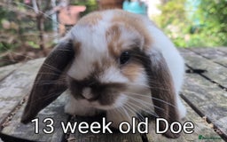 Mini Lop rabbits for sale: Beautiful mini lop babies ready for new homes - Image 11