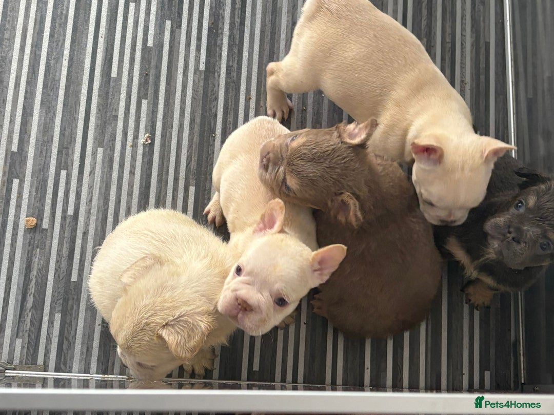 French Bulldog dogs for sale: New shade french bulldogs - Image 15