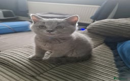 British Shorthair cats for sale: *LAST KITTEN READY NOW STUNNING BLUE BOY* - Image 3