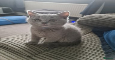 British Shorthair cats - Advert 1
