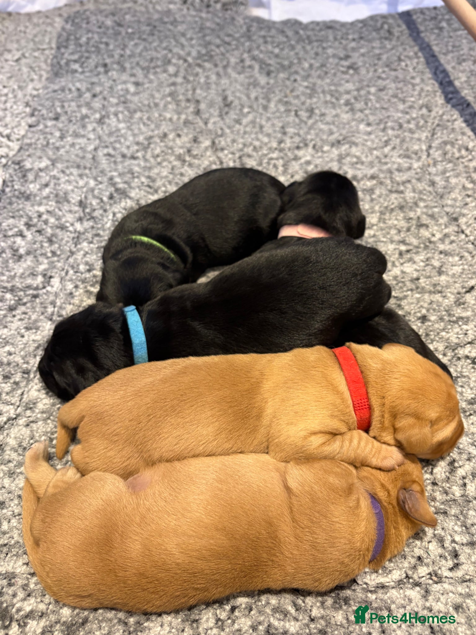 Labrador Retriever dogs KC Registered Labrador Retriever Puppies - Advert 2