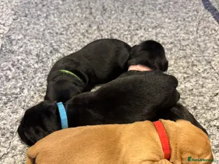 Labrador Retriever dogs KC Registered Labrador Retriever Puppies - Advert 1