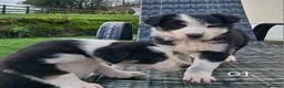 Border Collie dogs for sale: Beautiful Tri Colour Border Collie Puppies 🐶  - Advert 8