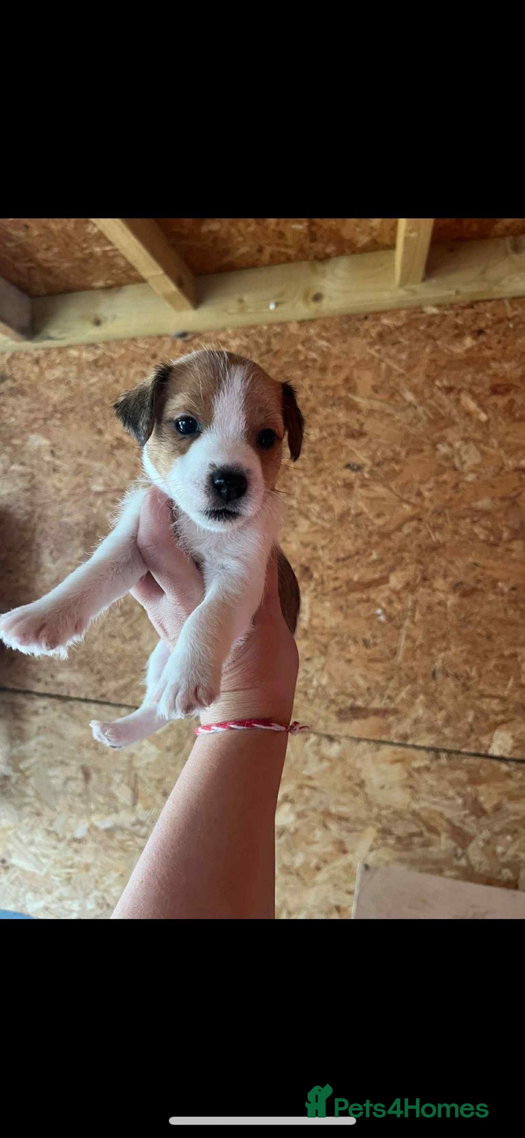 Jack Russell dogs for sale: Beautiful traditional jackrussel Pups - Image 5