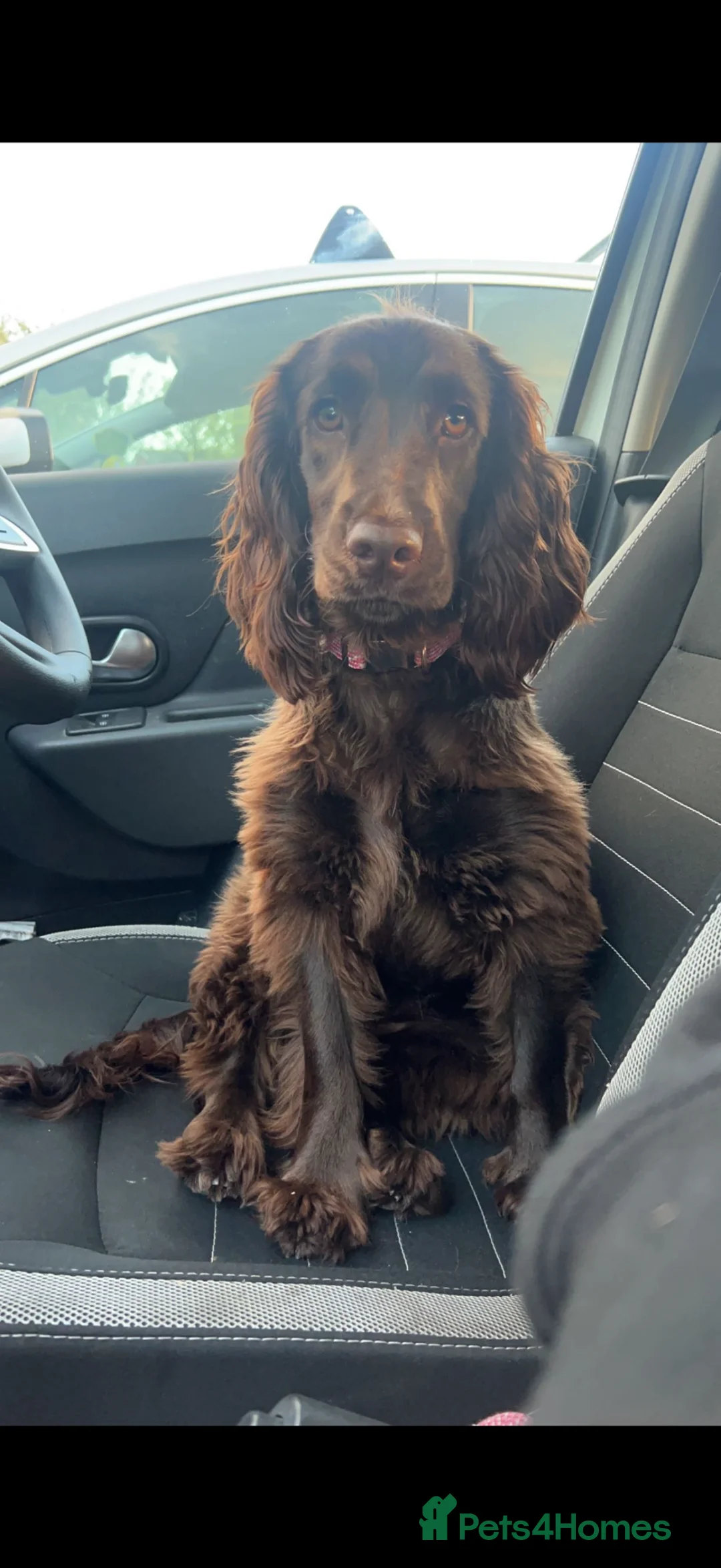 Cocker Spaniel dogs for sale: Pure Bred English Cocker Spaniel  - Advert 2