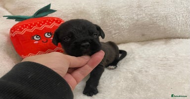 Labradoodle dogs 2 BEAUT MALES & 1 FEMALE MINI LABRADOODLE PUPPIES - Advert 9