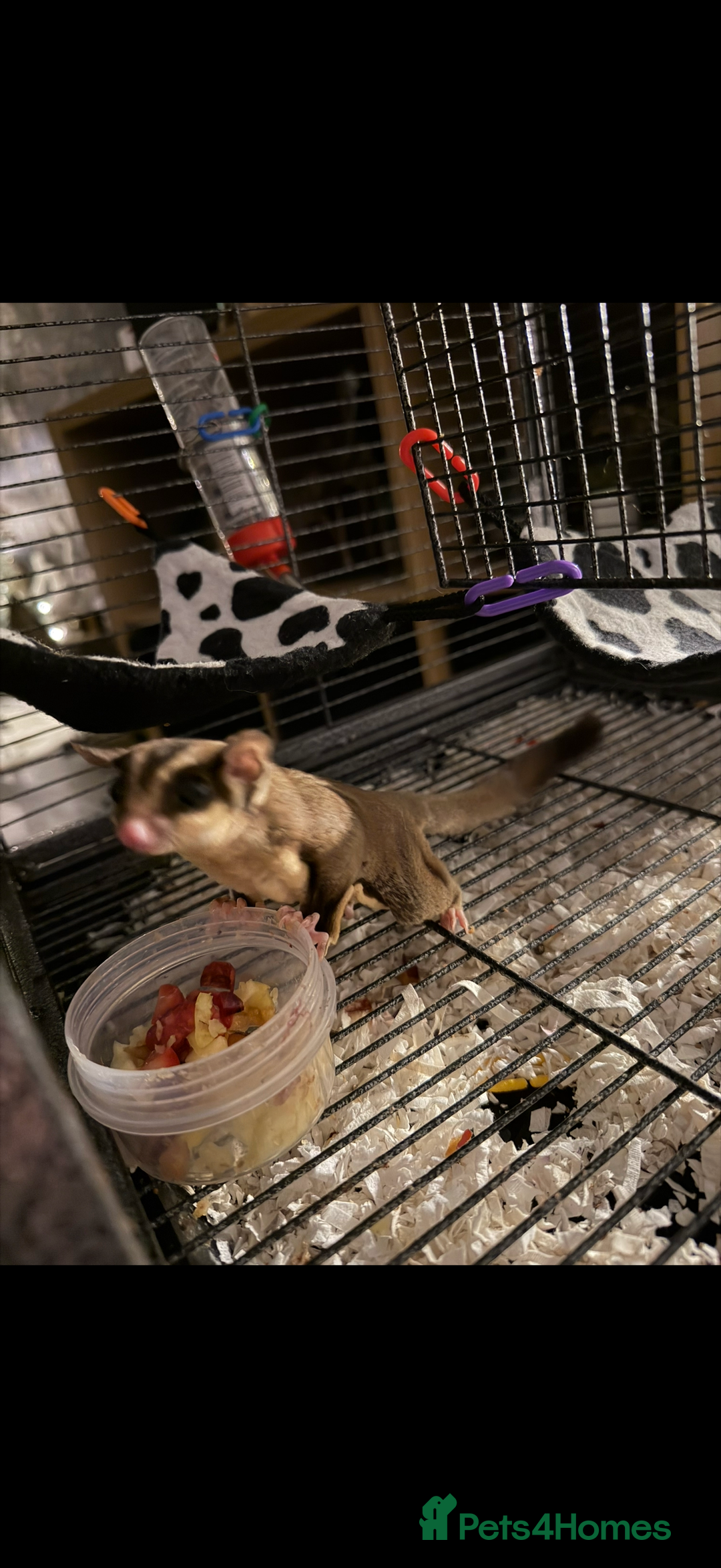 Sugar Glider rodents for sale: Sugar gliders  - Advert 4