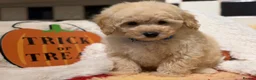 Poochon dogs for sale: Stunning litter of poochons ready now - Advert 8