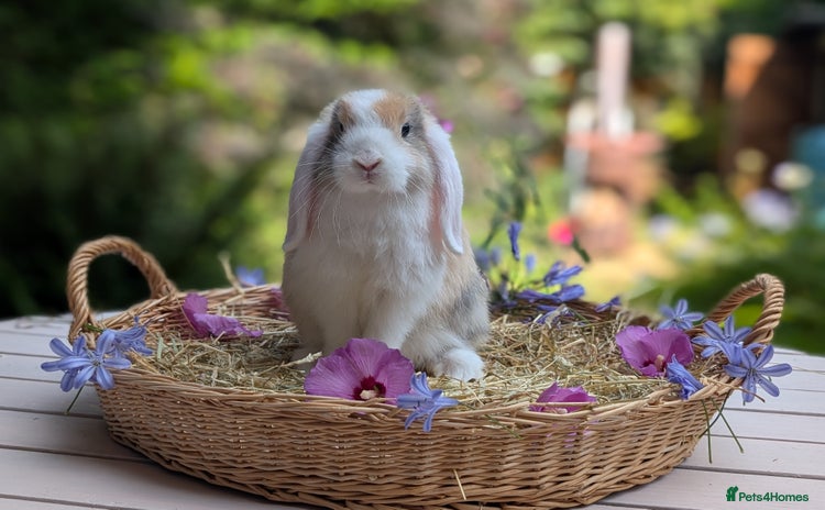 Mini Lop rabbits - Advert 13