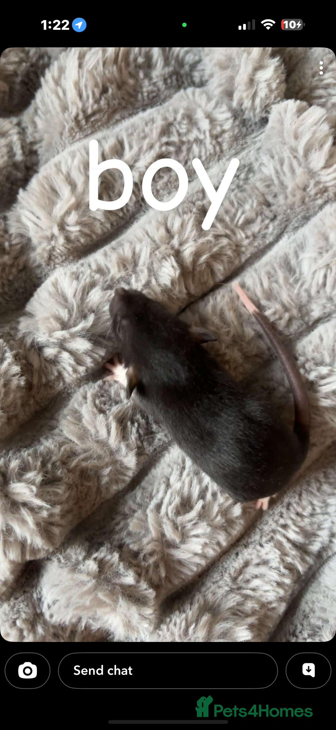 Rat rodents for sale: Baby rats mixed  - Advert 19