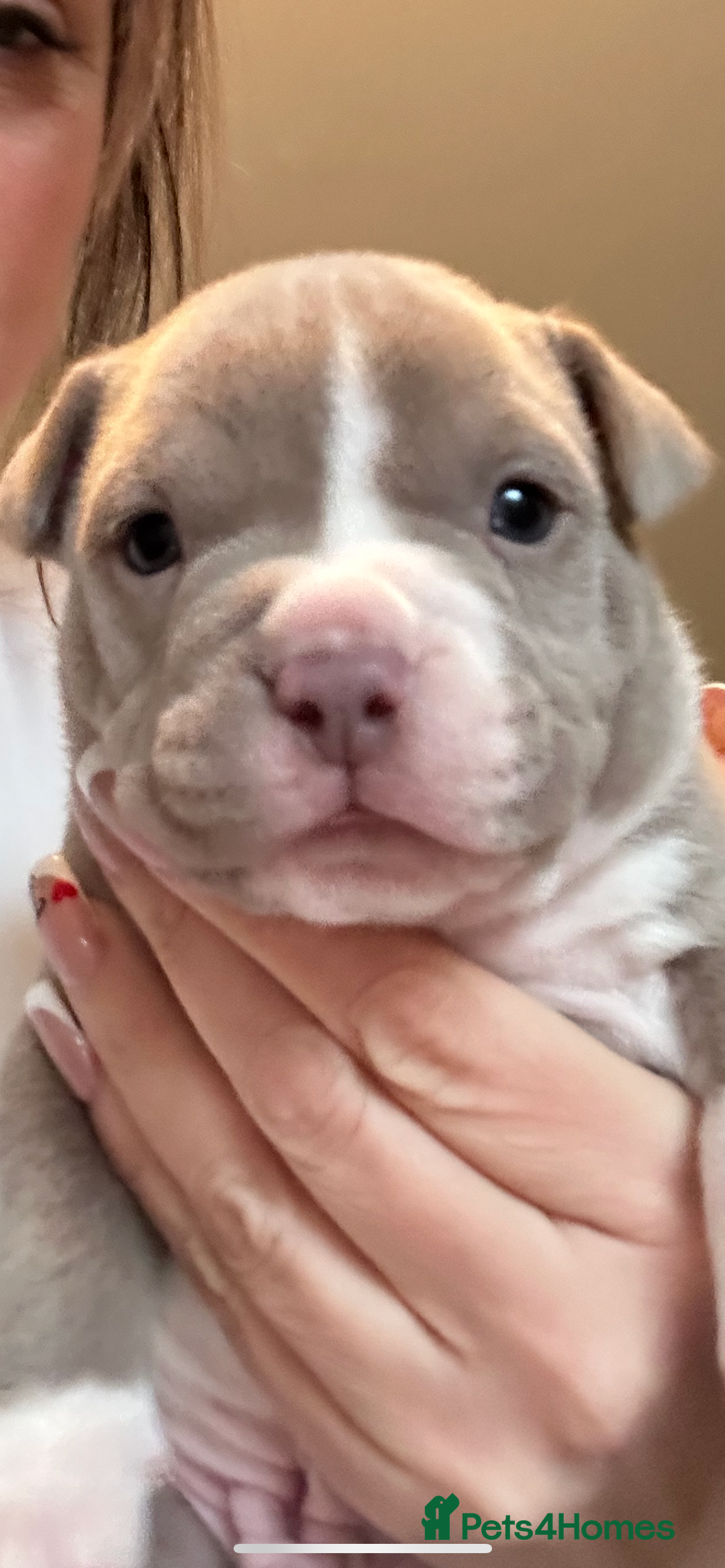 American Bully dogs for sale: American bully pups  - Advert 3