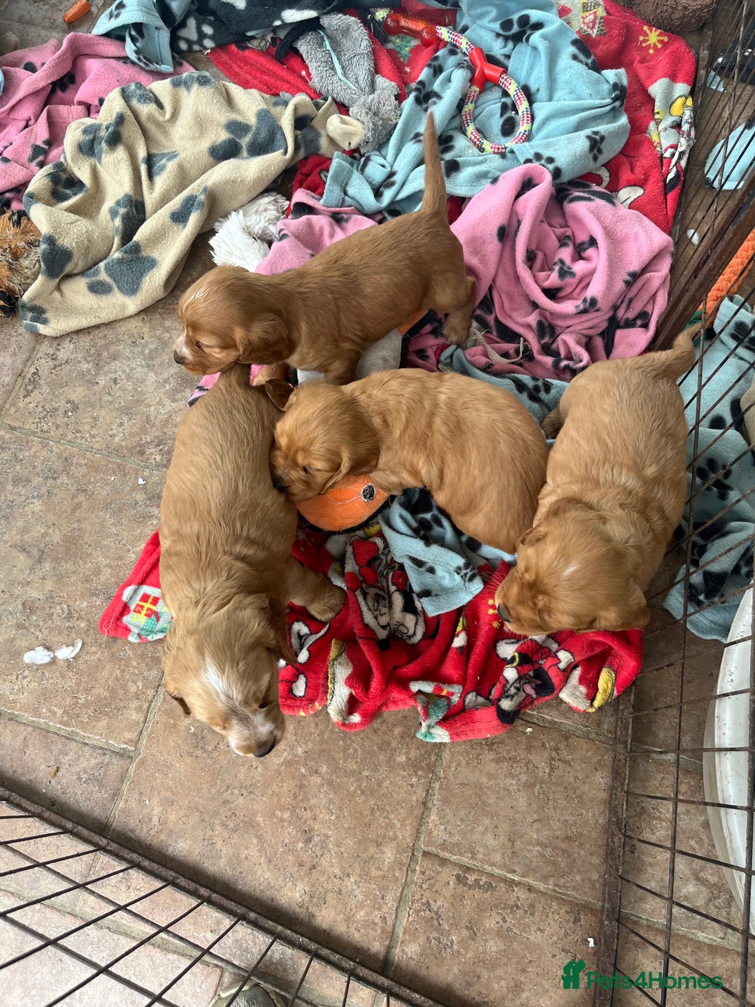 Cocker Spaniel dogs for sale: Golden show type cocker spaniel puppies  - Image 8