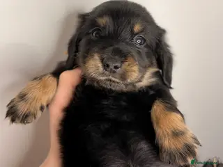 Miniature Dachshund dogs Pedigree Longhaired Miniature Dachshunds - Advert 2