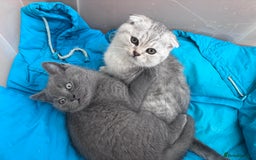 Mixed Breed cats for sale: Clever kittens need a new home  - Image 6