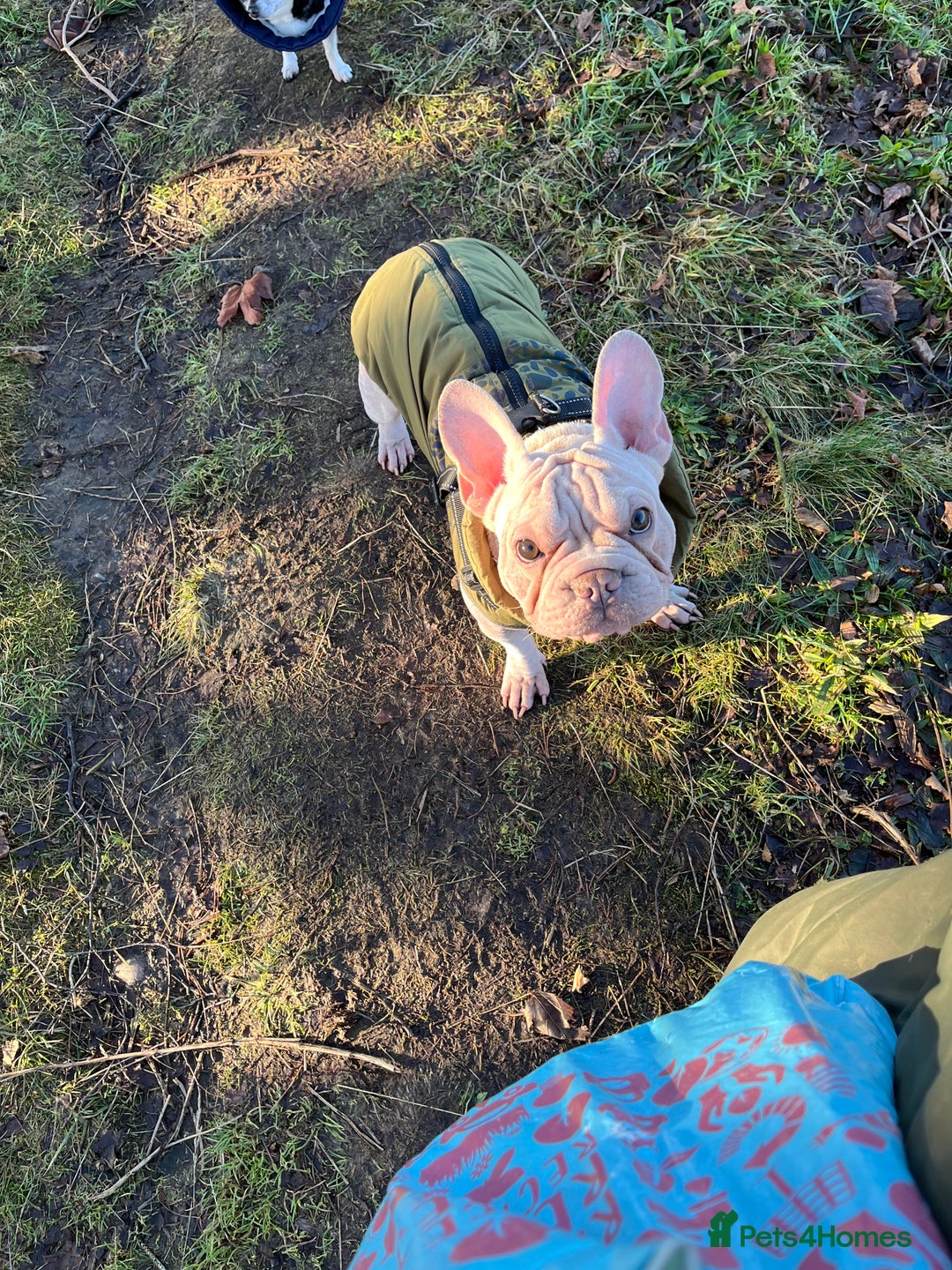 French Bulldog dogs for sale: ☃️FROSTY THE SNOWMAN☃️ - Advert 5