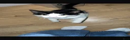 Mixed Breed cats for sale: Female kittens  - Advert 2