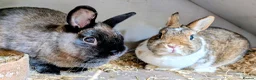 Polish rabbits for sale: 2 female polish dwarf bunnies need rehoming  - Advert 1