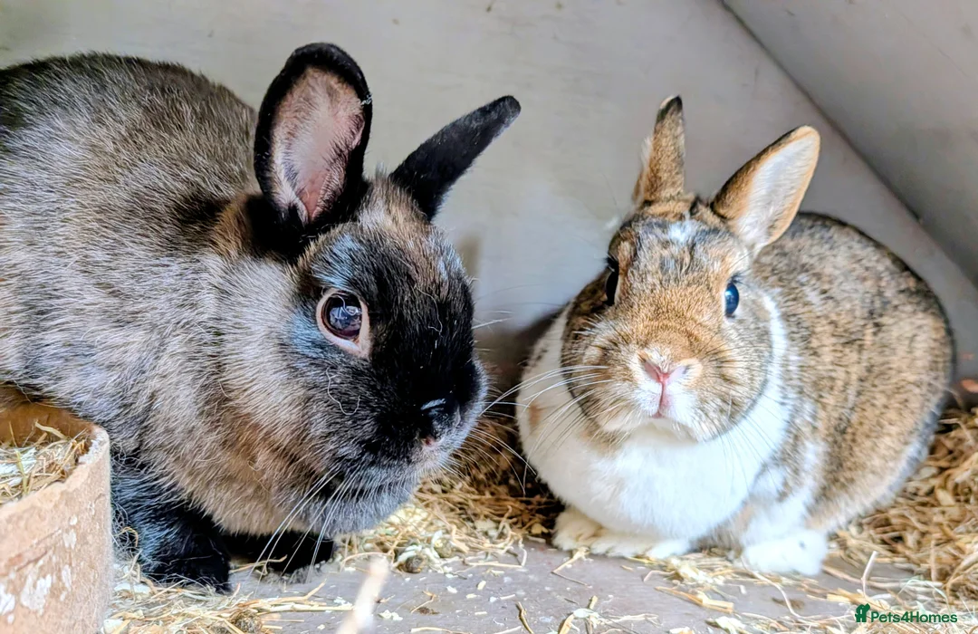 Polish rabbits for sale: 2 female polish dwarf bunnies need rehoming  - Advert 1