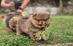Pomeranian dogs for sale: Tiny Teddy Bear Pomeranians - Image 8
