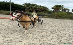 Welsh Section A horses for sale: Beautiful Dunn Welsh A pony - Image 6