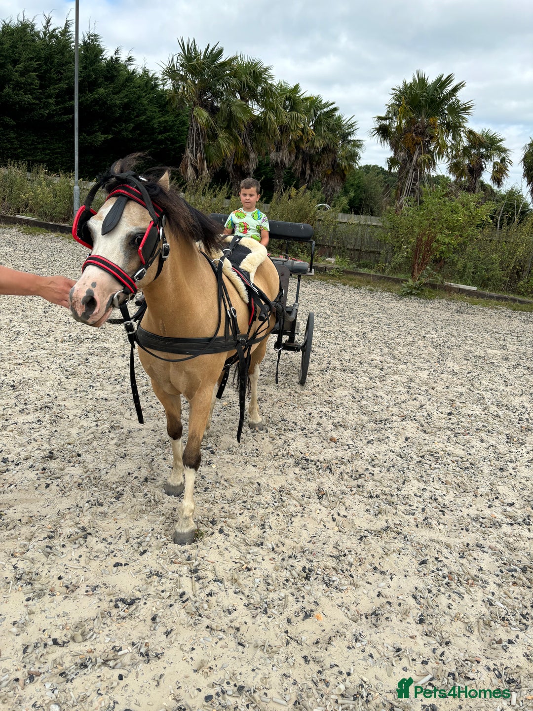 Welsh Section A horses for sale: Beautiful Dunn Welsh A pony - Image 6