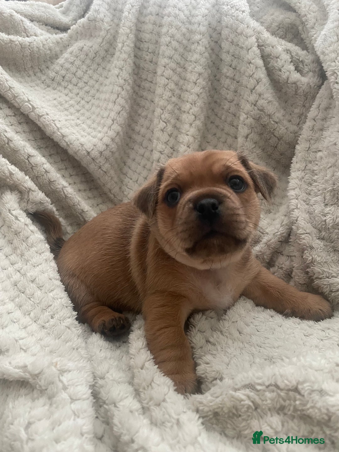 Jug dogs for sale: Jug puppies for sale 4 boys 2 girls 5 weeks old - Advert 12