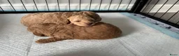 Toy Poodle dogs for sale: KC Pedigree Toy Poodle Puppies  - Advert 4